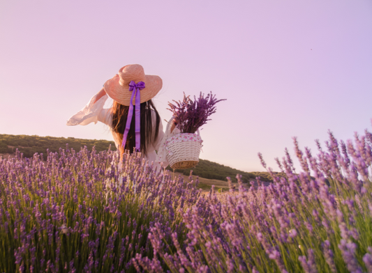 Timeless Elegance of Lavender